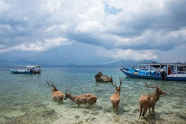The shoreline of Menjangan Island