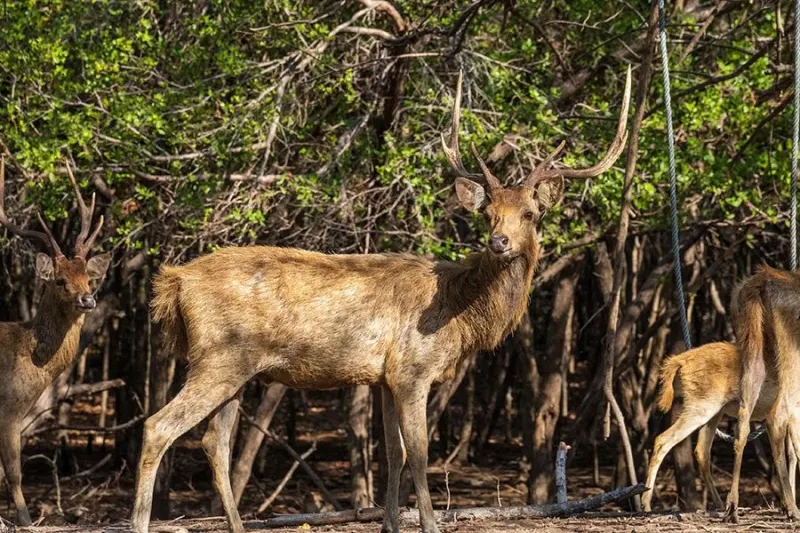 Savanna wildlife in West Bali National Park