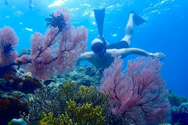 Snorkeler above the coral garden at Menjangan Island